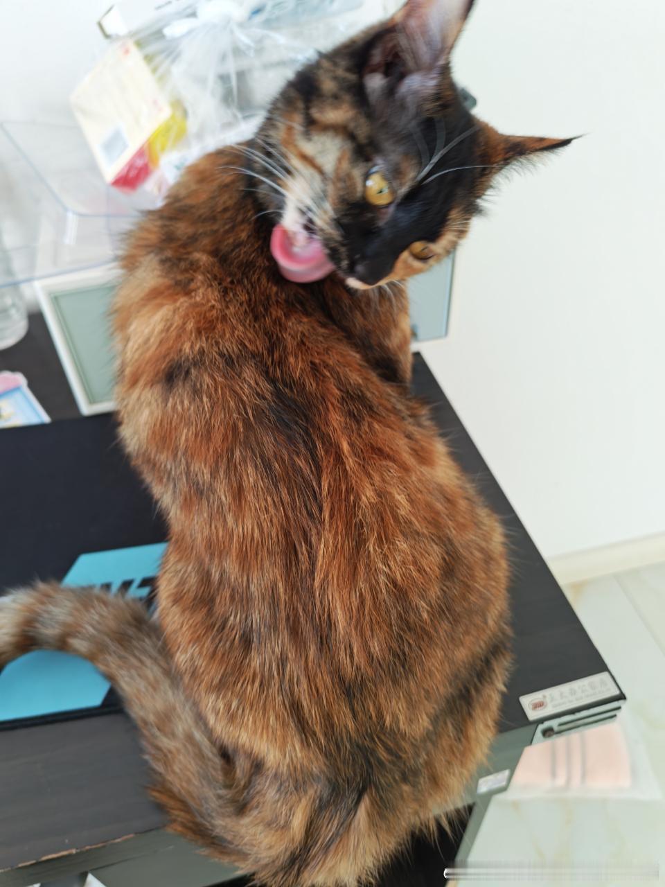 49384【丑猫】匹诺曹之猫舔毛 