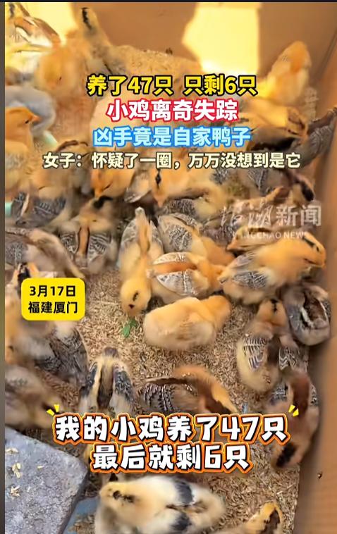 “万万没想到！”近日，福建厦门，一女子养了47只小鸡仔，竟离奇失踪了，尸体也找不
