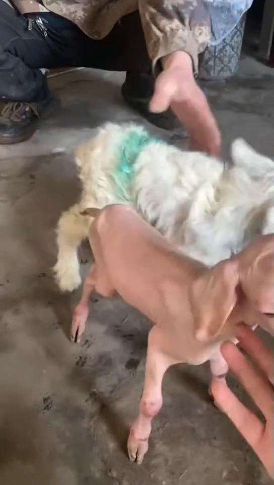 这个光溜溜的身上一点毛也没有，这里下了一对双胞胎。这个有毛，这个有毛，双胞胎两兄