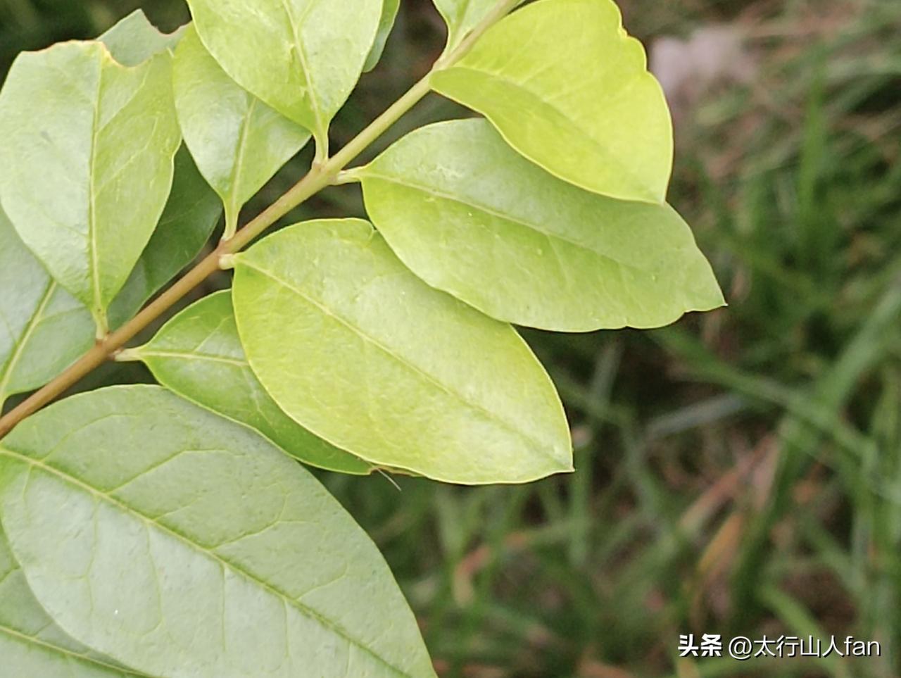 花期已过，鲜花难寻，唯有随处可见的红叶石楠，四季长青，新叶鲜红如火……
※红叶石