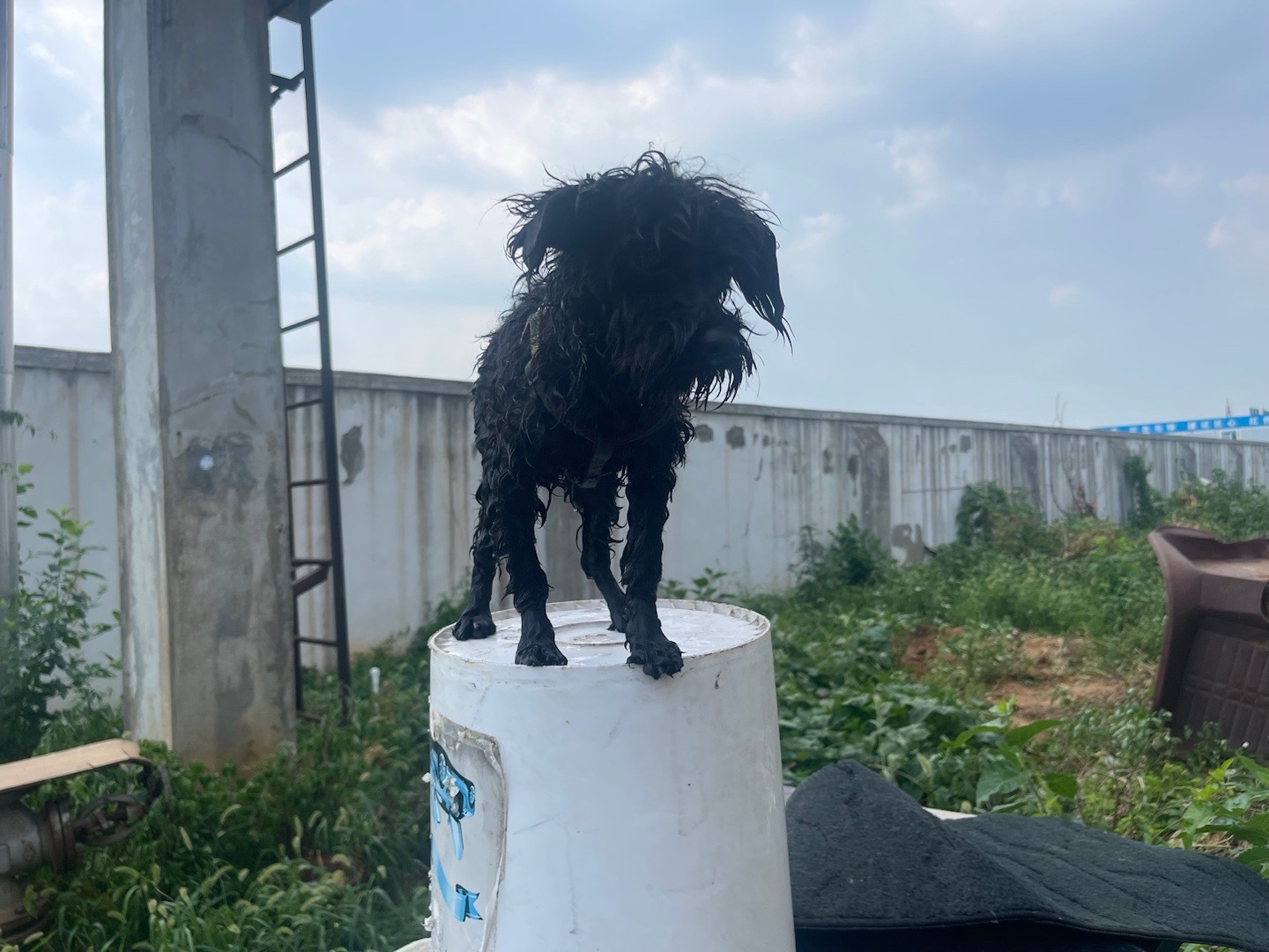 最帅的小黑，洗完澡，晒个太阳！ ​​​