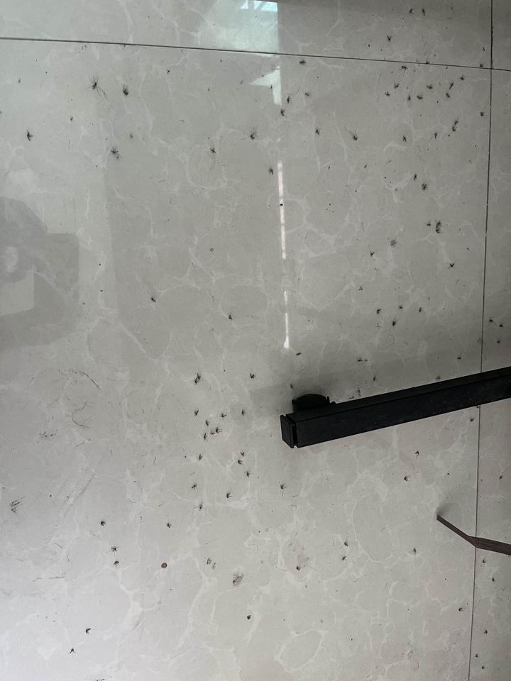 蚊子有点多啊，点了一夜蚊香的战果。但蚊香一灭，漏网之蚊又蠢蠢欲动了，烦死咯人