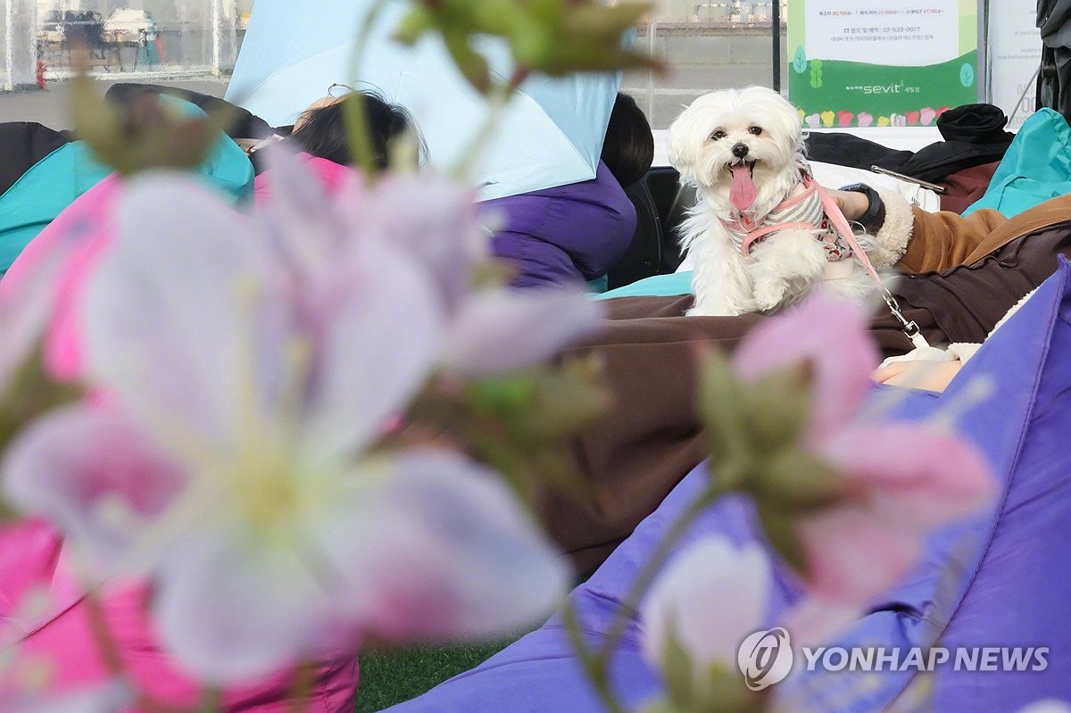 【韩国正式允许宠物进餐厅！这些限制必须知道】海外新鲜事热点现场 此前原则上禁止餐
