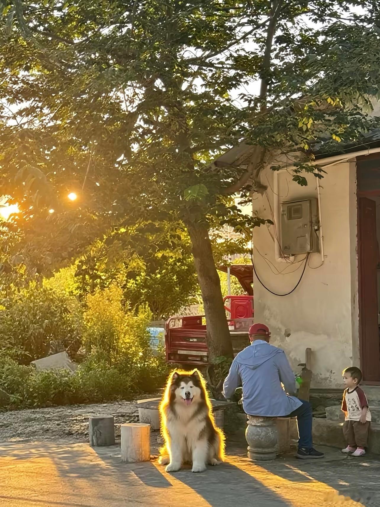 会发光的小狗
