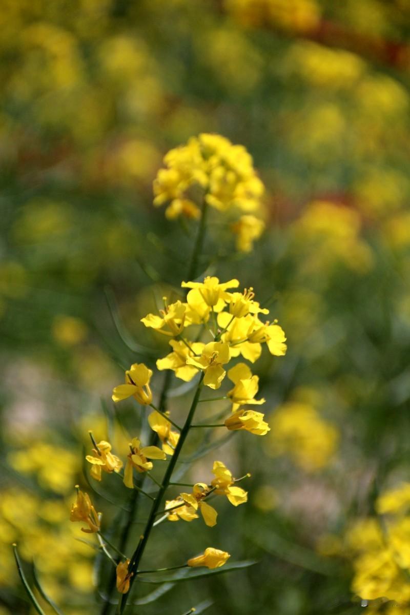 七绝|四月油菜吟
清明油菜绽花时，
落瓣随风喜鹊迟。
绿叶玲珑英蕊瘦，
方知柳絮