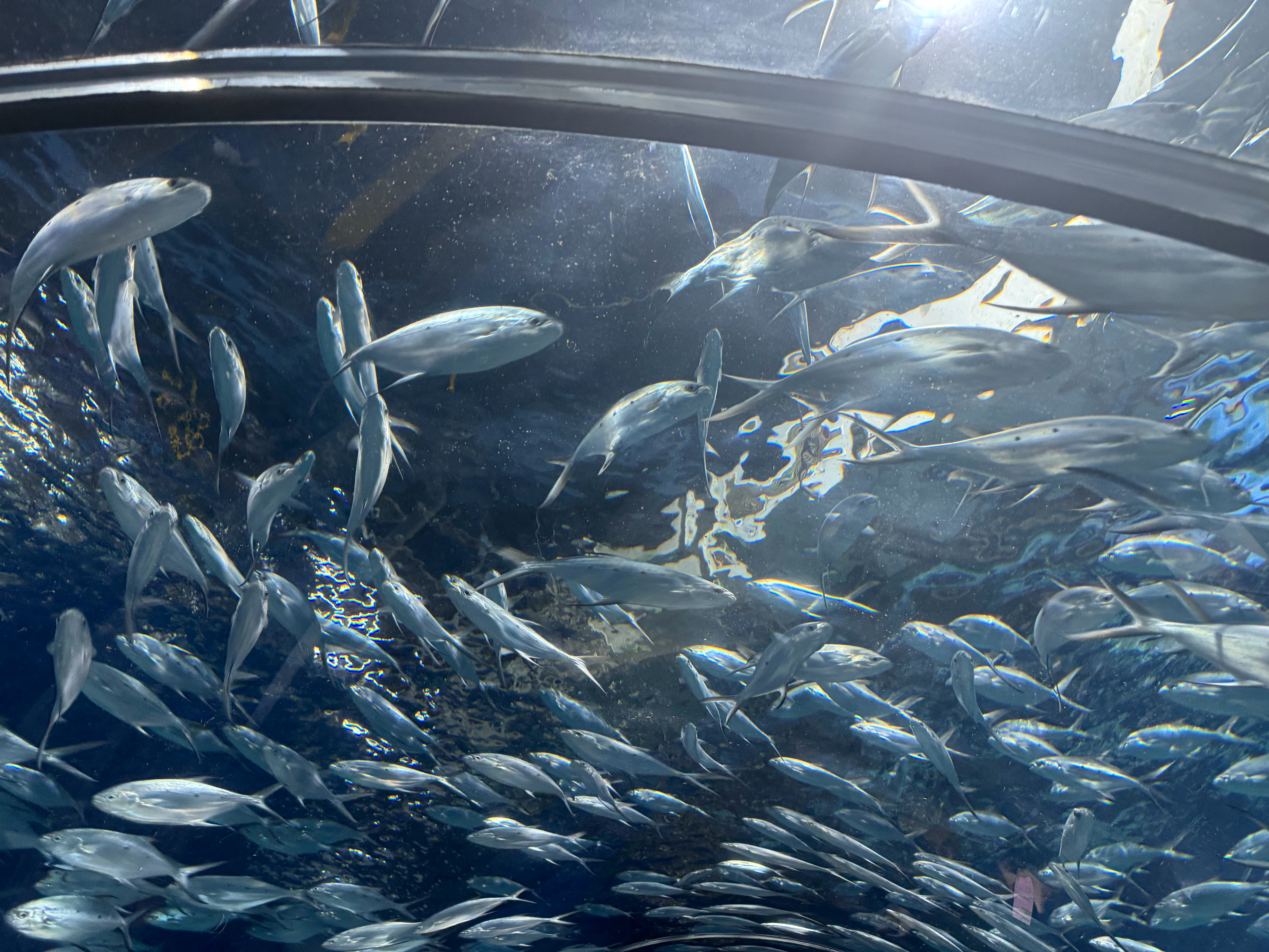 那片海，是铺展在天地之间的万顷碧蓝，从海岸线的尽头一直漫向苍穹深处，分不清是天融