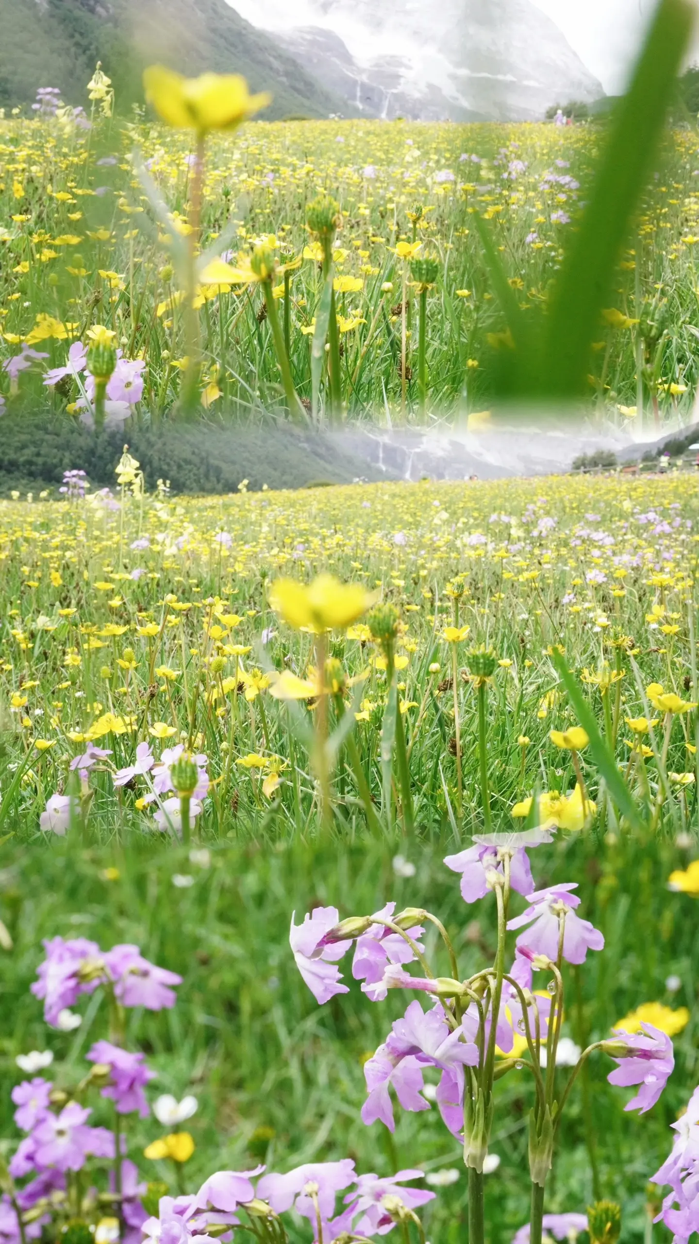 一生总要来一次的稻城亚丁