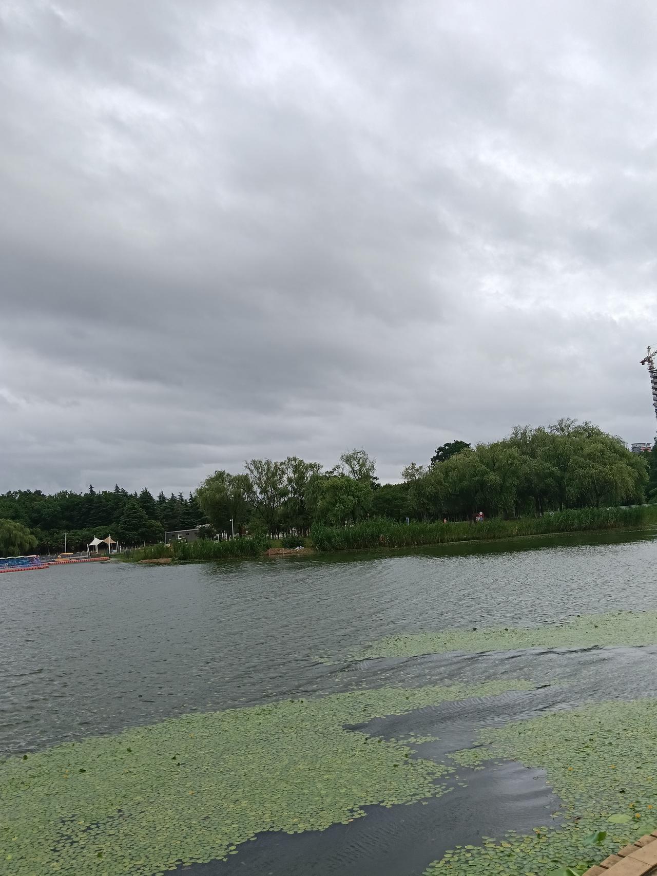 阴云铺满整片天空，没有刺眼的阳光，湖畔多了一份静谧温柔。
 
水面浮着片片青绿色