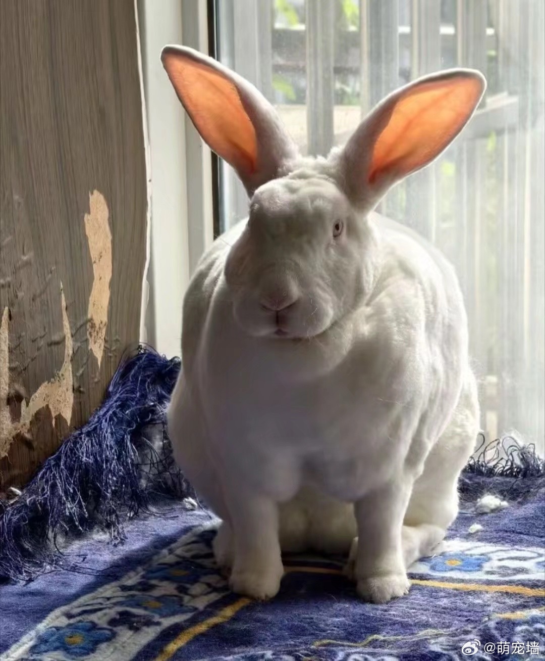 兔子塑请看看本土大白兔 