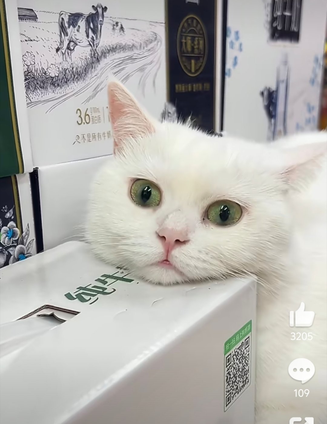 猫 又来了个神经买牛奶赠小猫咪吗