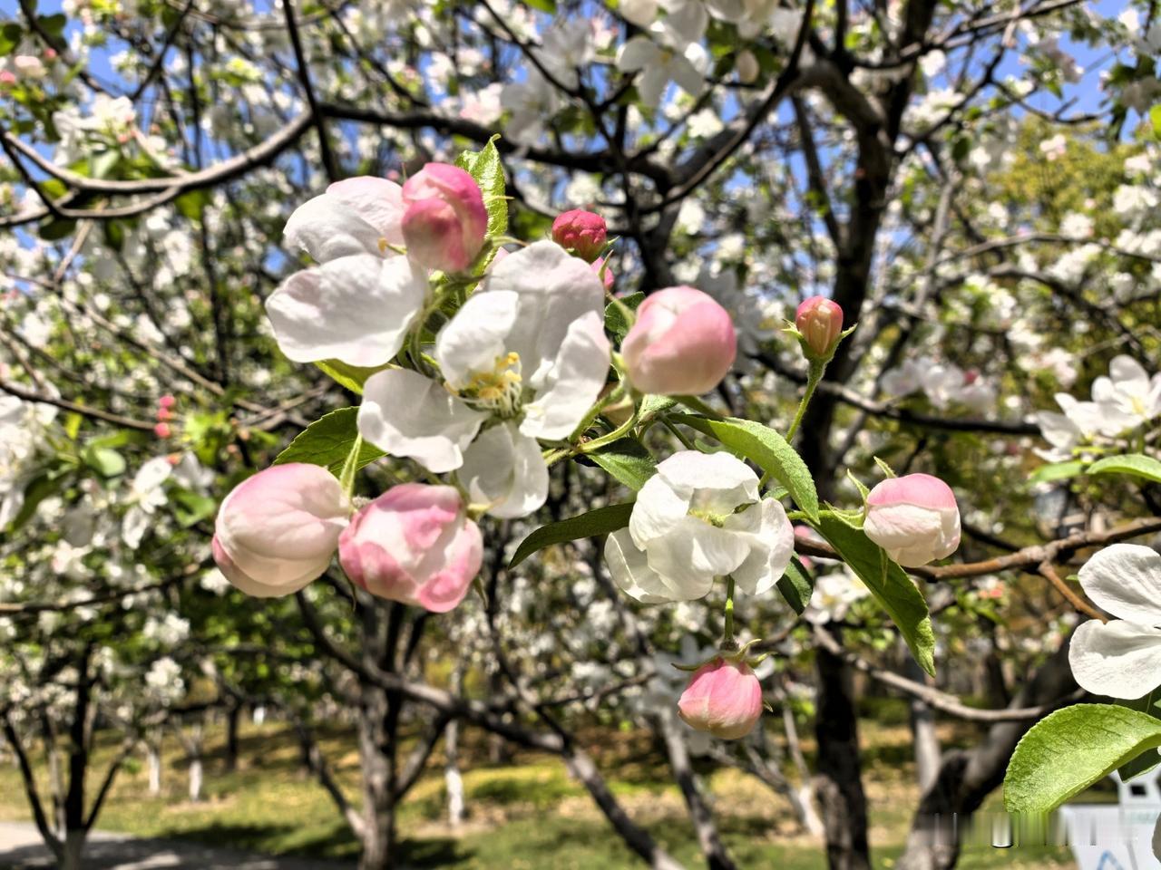 通吕运河边绿化长廊闲逛，春景宜人，禁不住掏出手机随拍鲜花，与友友们分享。