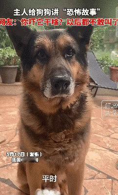 谁能想到狗狗的共情能力，早就超出我们想象了！
      很多人总觉得宠物听不懂