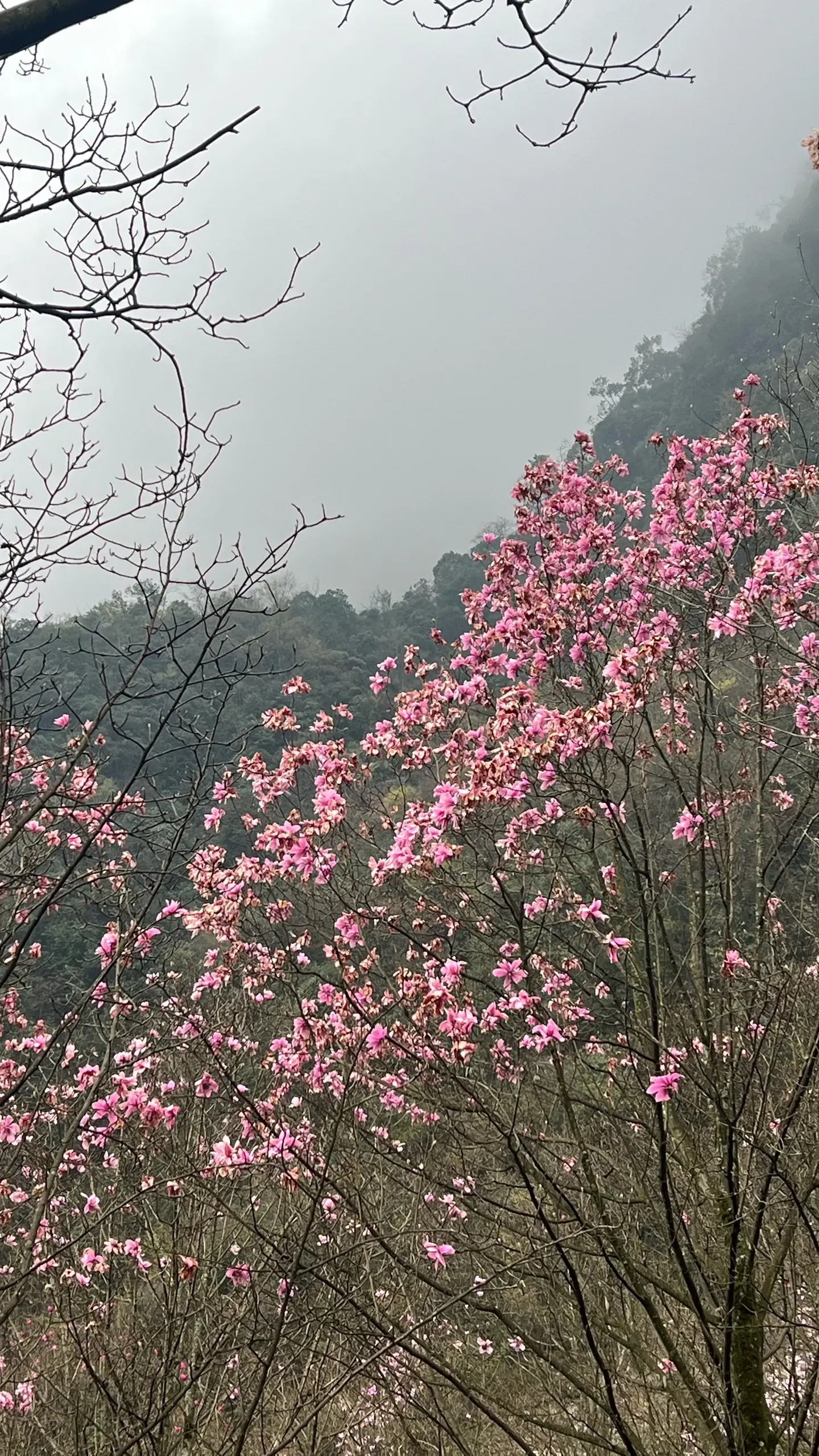 九皇山徒步观光赏花