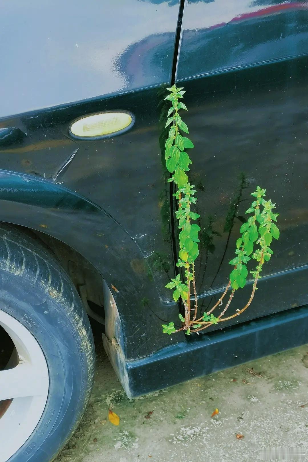 A 强者从不抱怨环境B 我不光抱怨环境，我还抱怨强者C 生命会自己寻找出路看图说