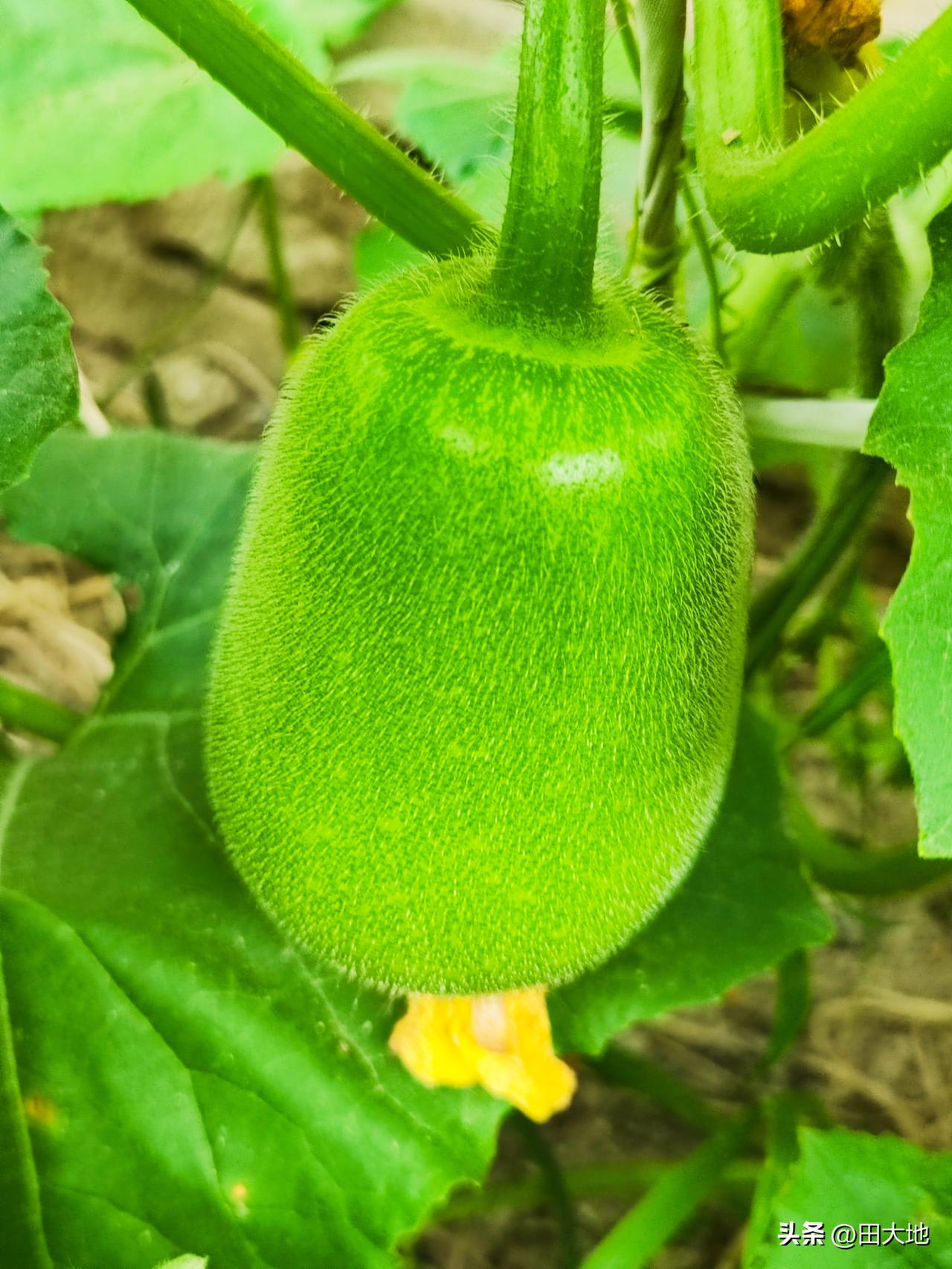 小菜园冬瓜开花坐果了，毛茸茸的小冬瓜非常可爱，等身上布满白霜才算成熟了。

我们