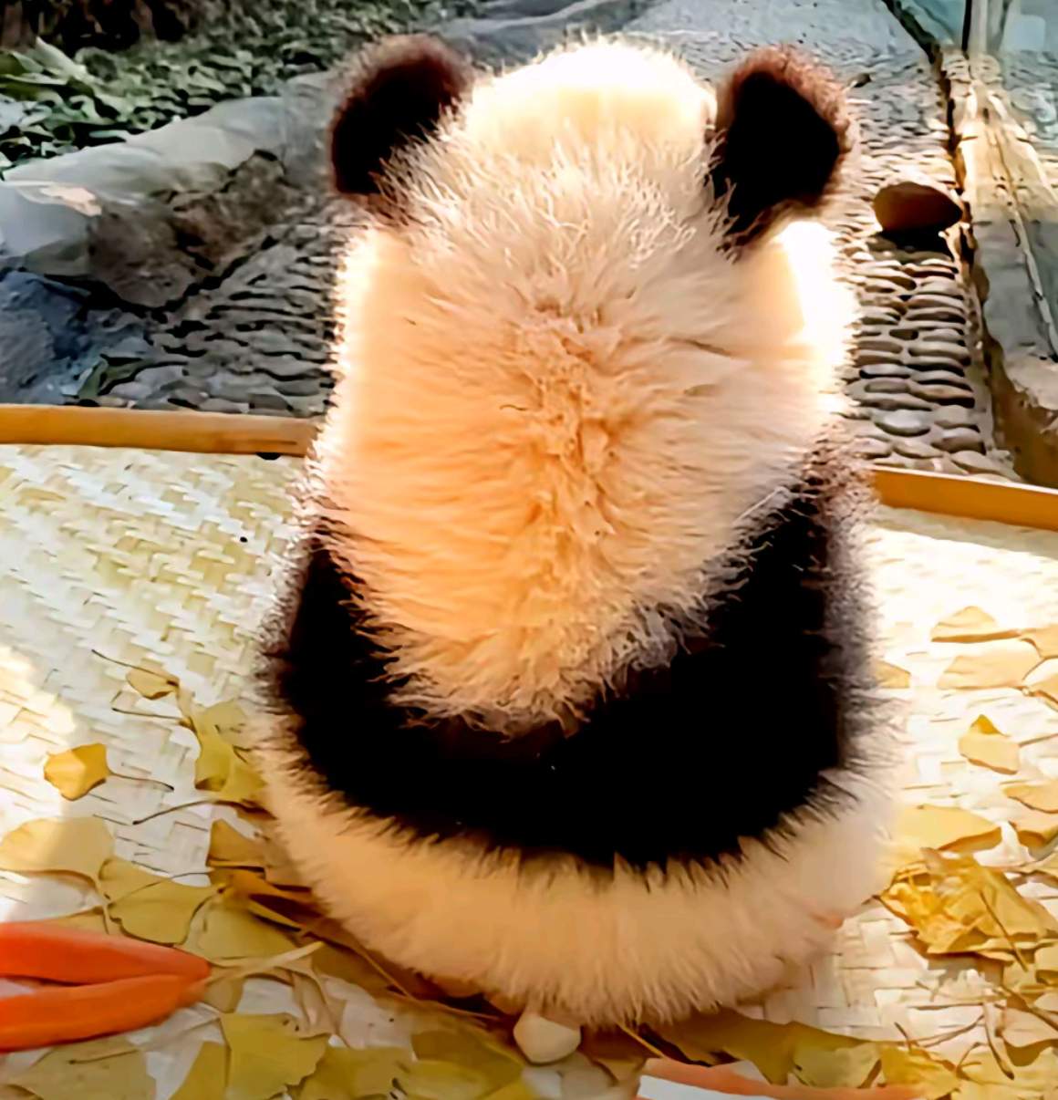 吃饱就躺，我不胖谁胖[失望] ​​​