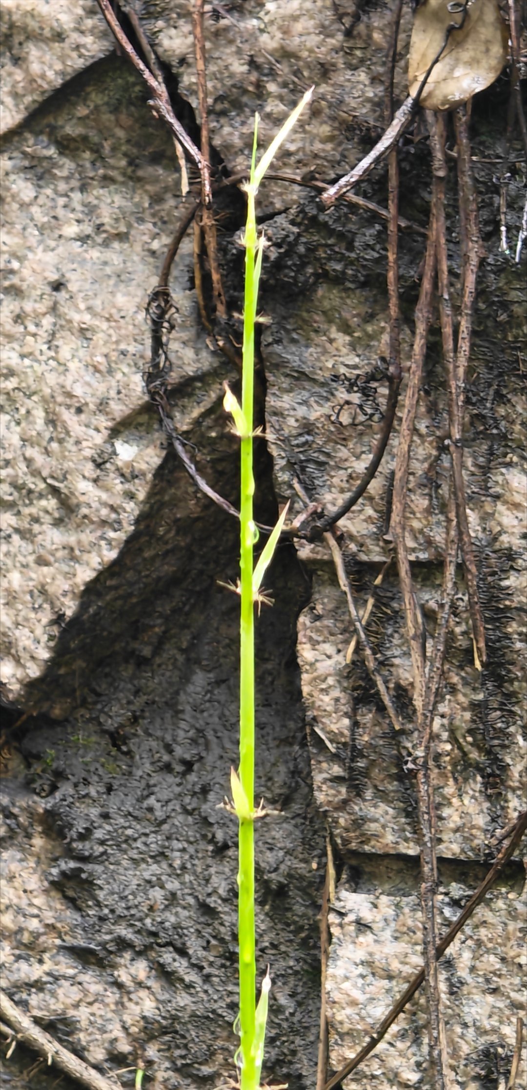 来晚了，一棵新芽冲天而出。加油每天早起打卡