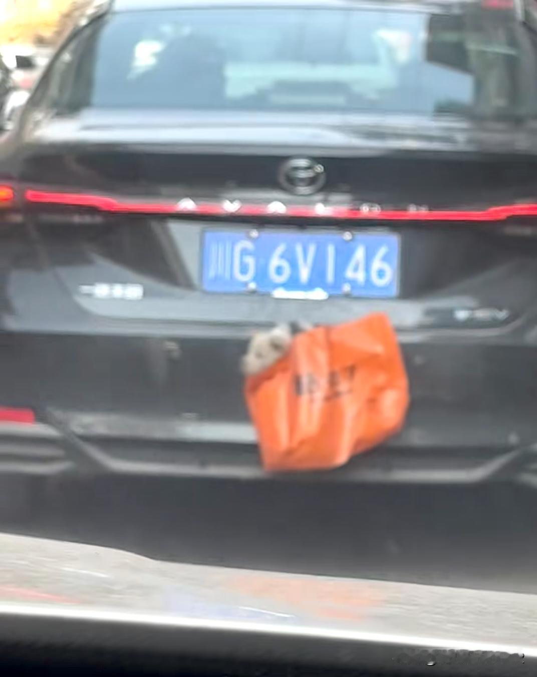 好恐怖，路上看到3只死掉的小狗，好心疼，不能放在车子里面吗？