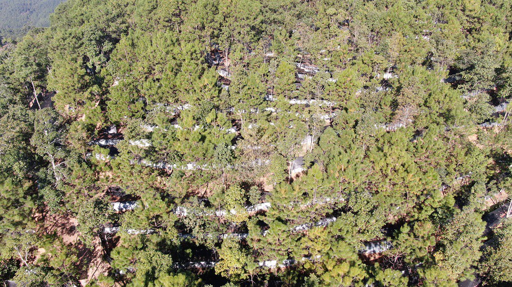 昌宁：红托竹荪采收季 生态红利暖民心