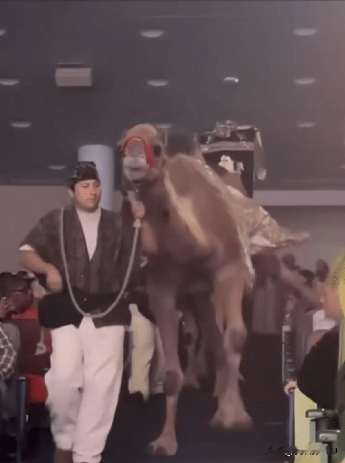 脑袋被骆驼踢了？美国女子被骆驼一脚踹昏迷
 
2025年12月18日凌晨，美国得