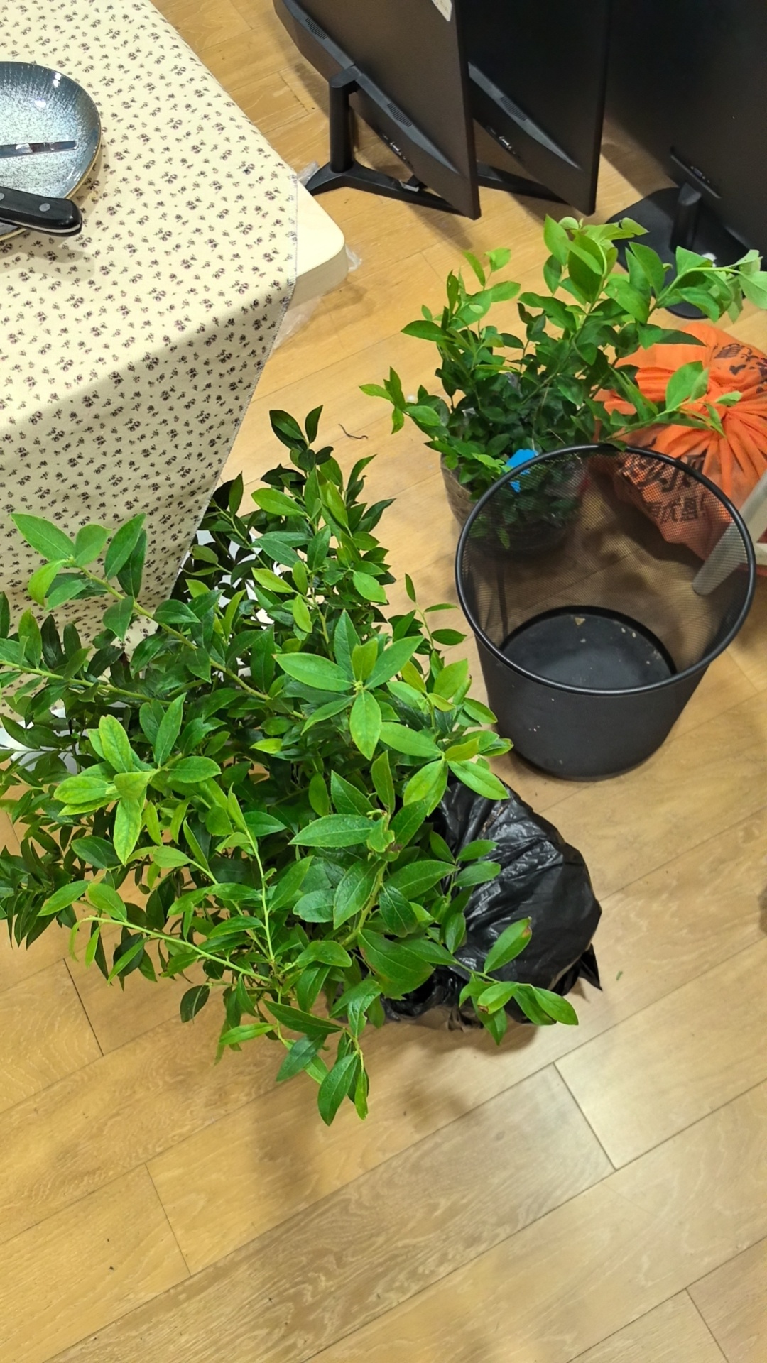 一定要找到能疗愈自己的方式。滋养我的一定是土地和植物。这可能跟我本身是甲木有关系