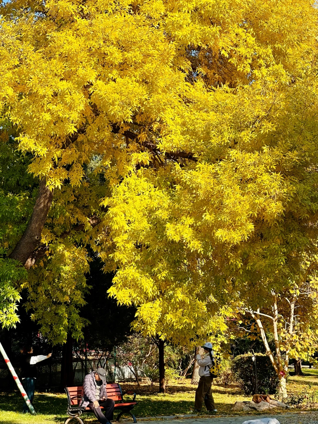 10.29实报，北京这里的秋天错过等一年！美哭