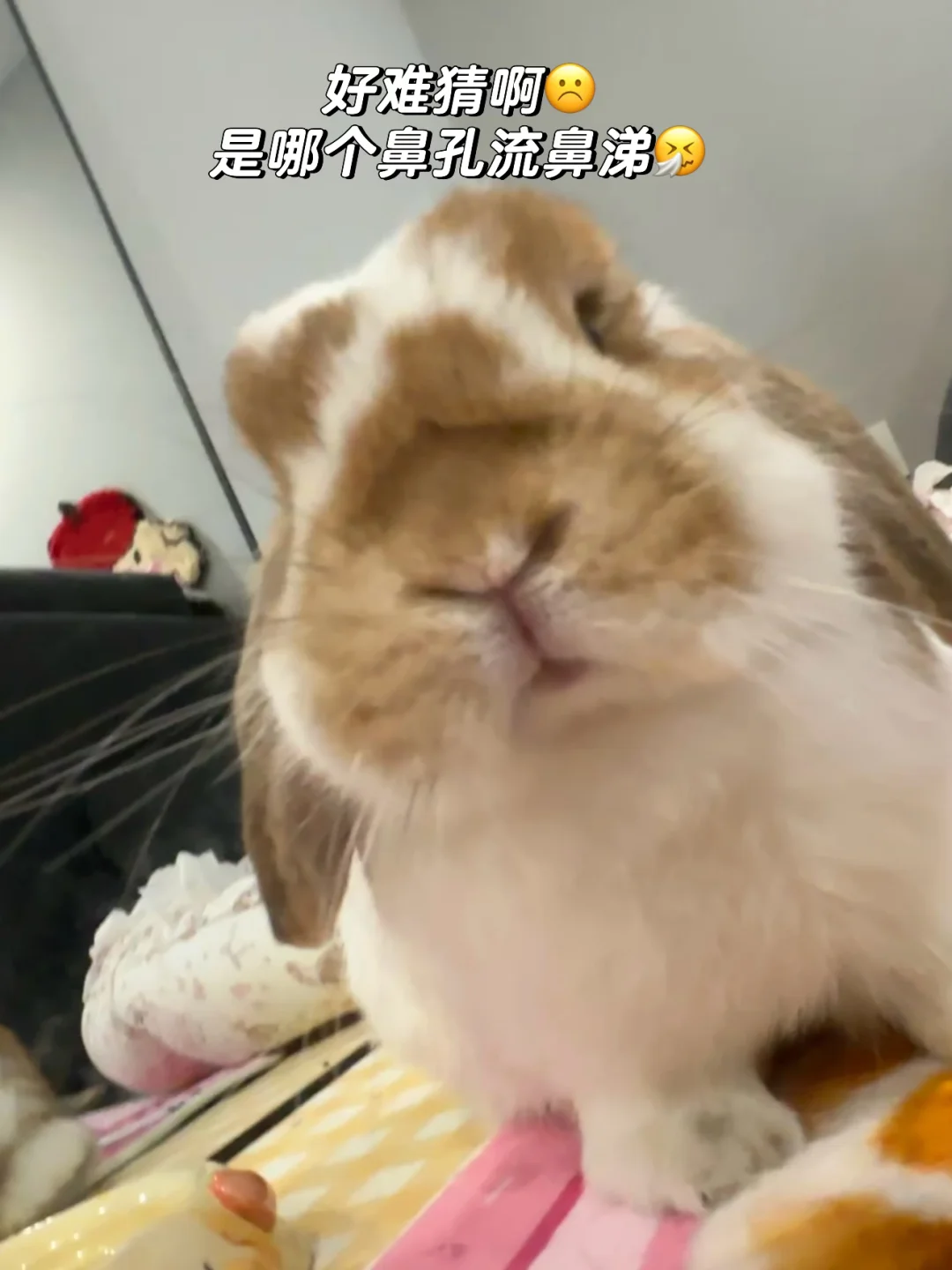 感冒流鼻涕的兔子😅哈哈