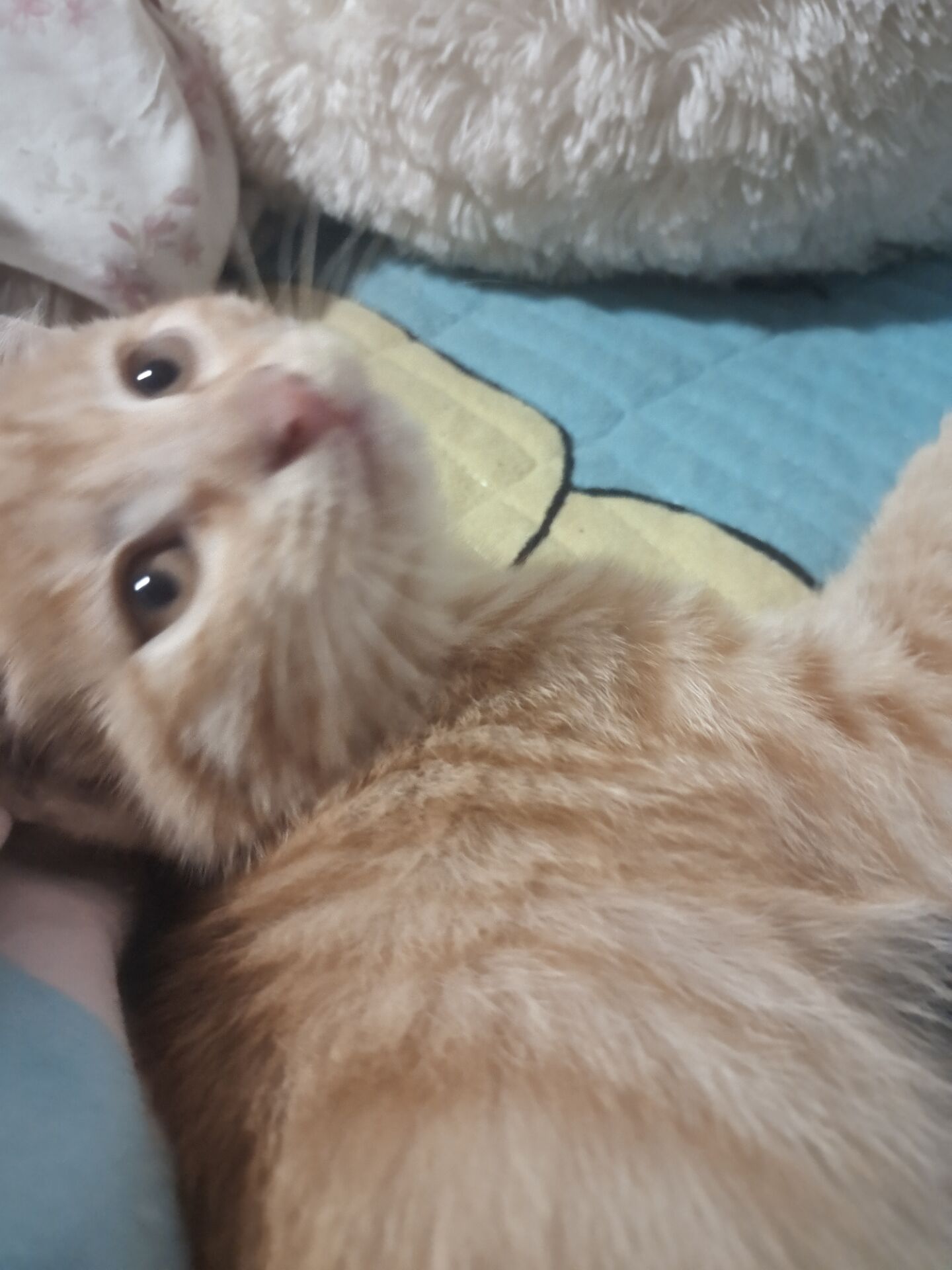所以一起养小猫也是假的喽