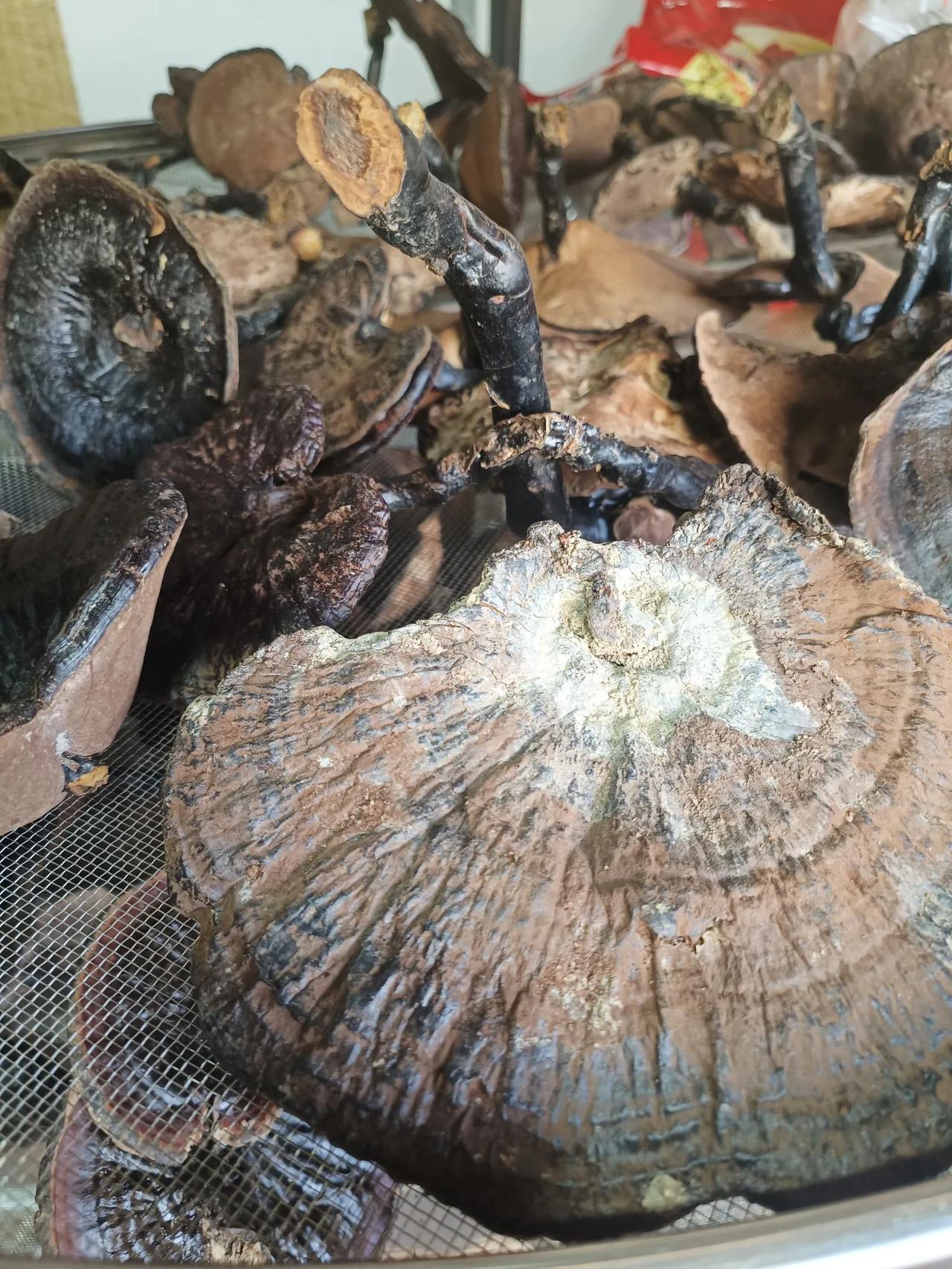 纯正野生灵芝靓货