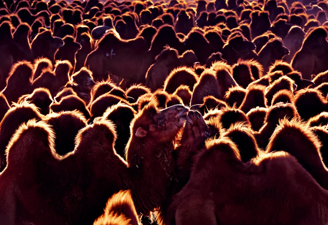 远看是山峰，近看原来是…