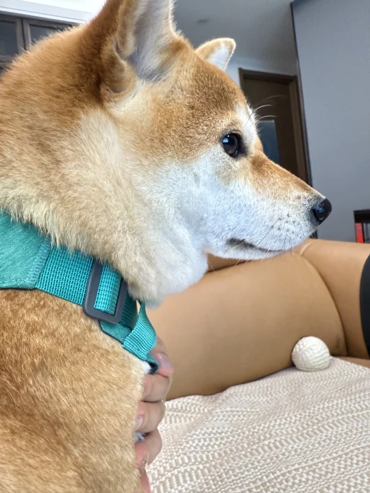 正脸一般 侧颜绝了