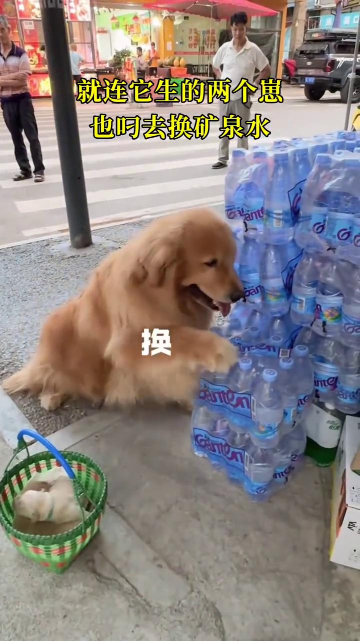 两个儿子在这个狗狗眼里万物皆可换，就连它生的两个崽也叼去换矿泉水。两个崽只换一箱