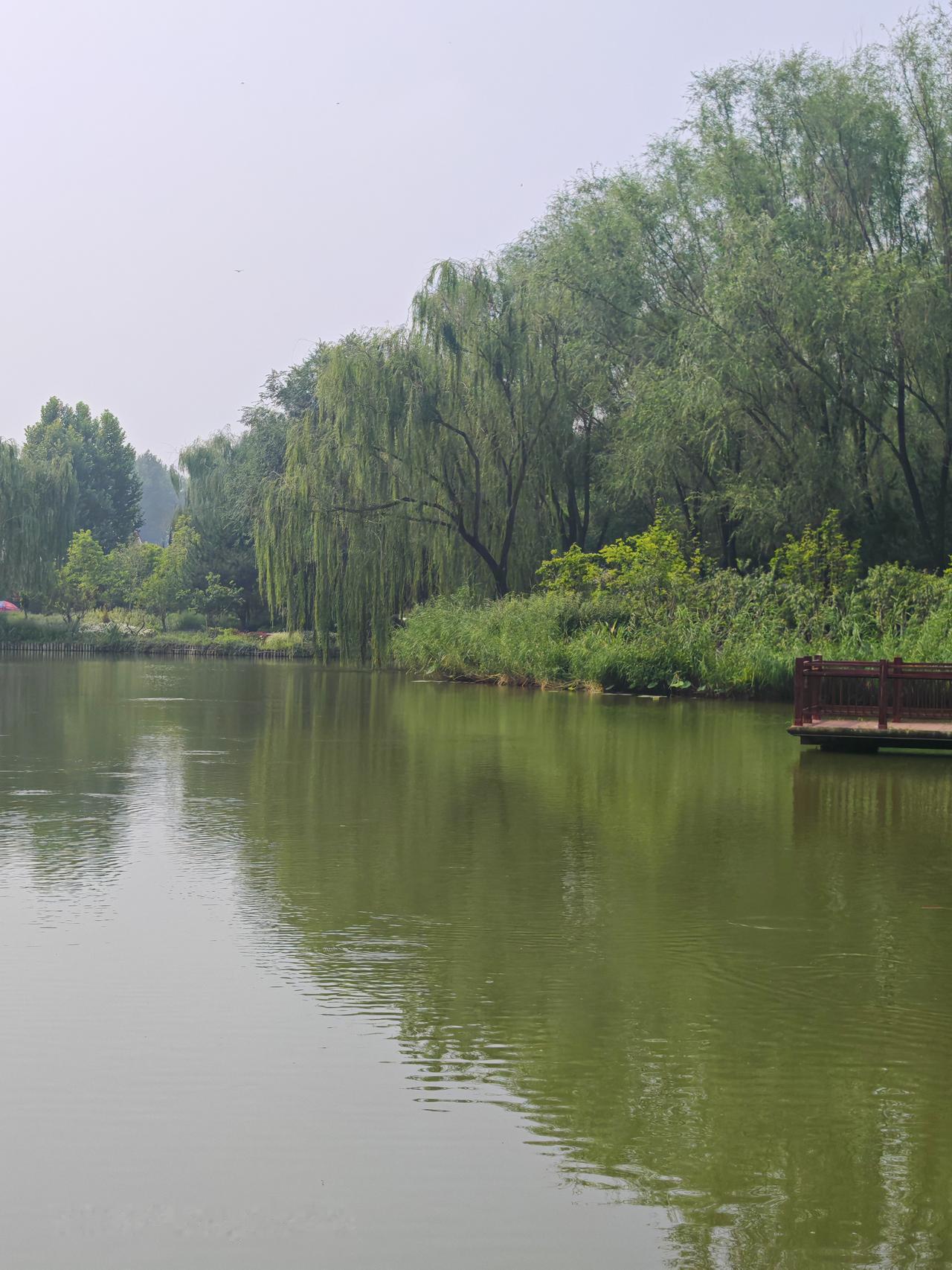 湖光山色，静谧如画。北京通州大运河森林公园里湖面静景
