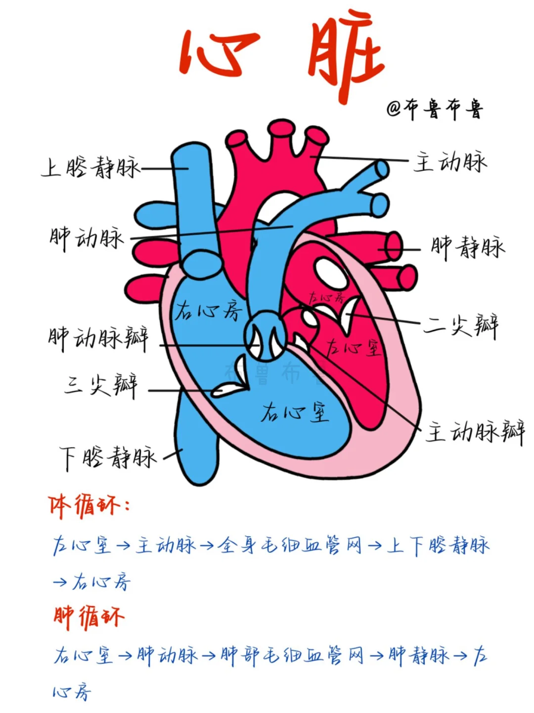 医学生笔记——心脏