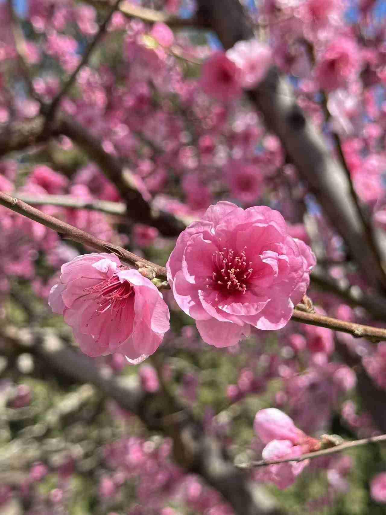 我的今日状态：😁轻松愉快
我这里的天气：☀️晴天，蓝天，有风