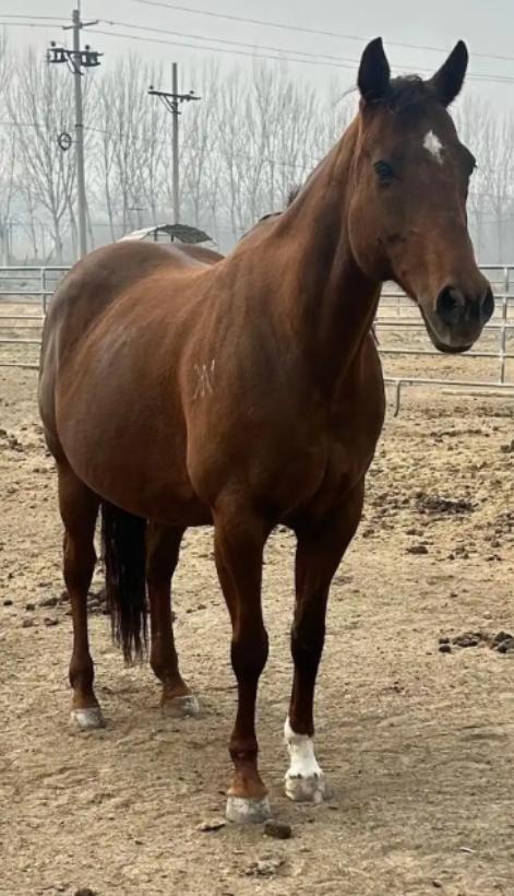 中国每年有几十万匹马被屠宰，可是在国内几乎看不到有人吃马肉，这些马肉都去哪了？原