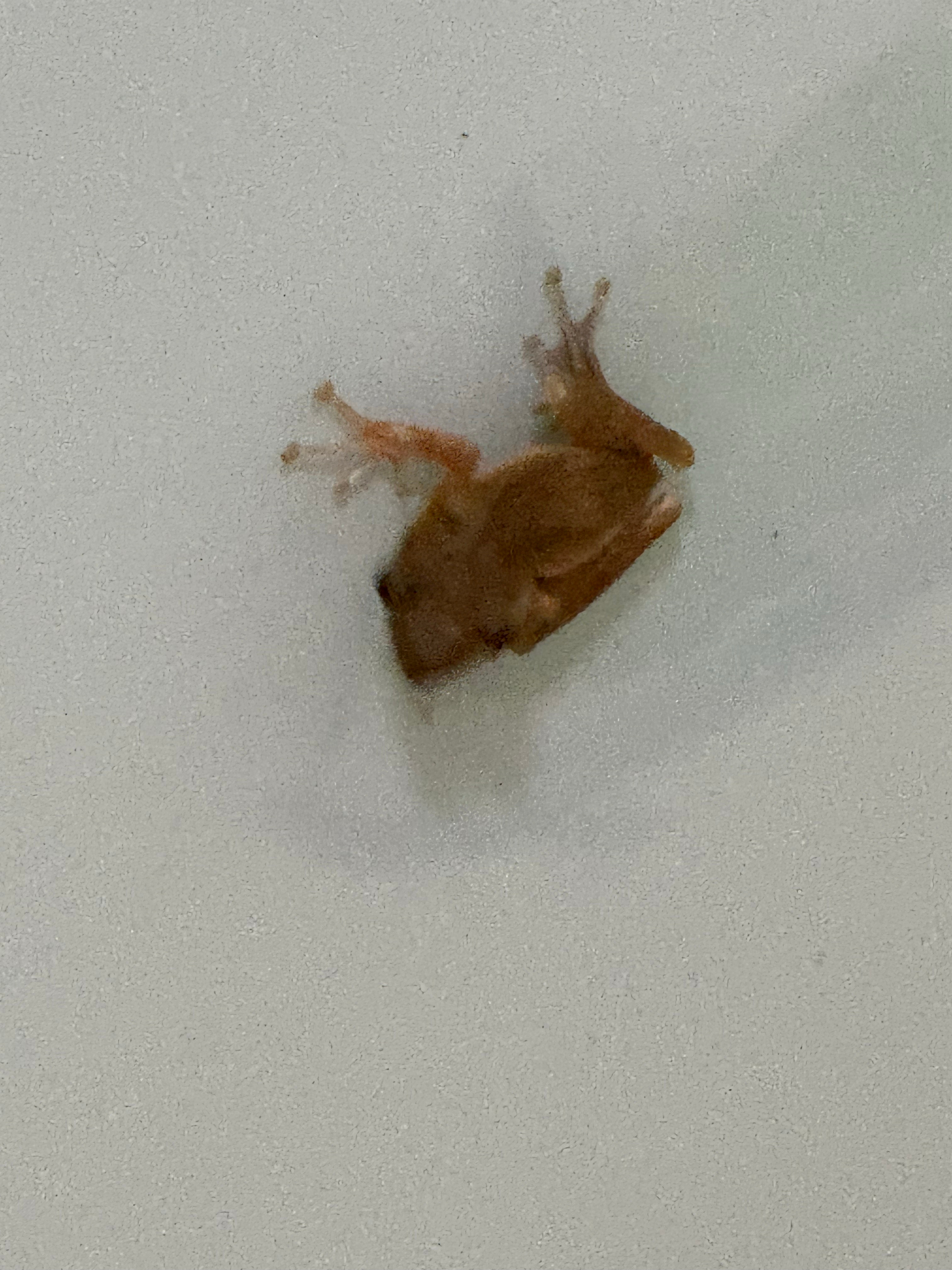 看青蛙 