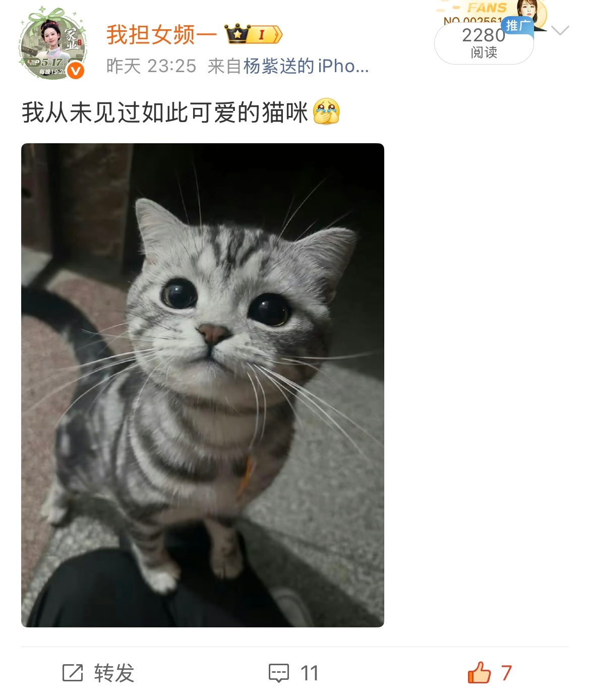 昨天发了猫咪 去年今日也发了猫咪