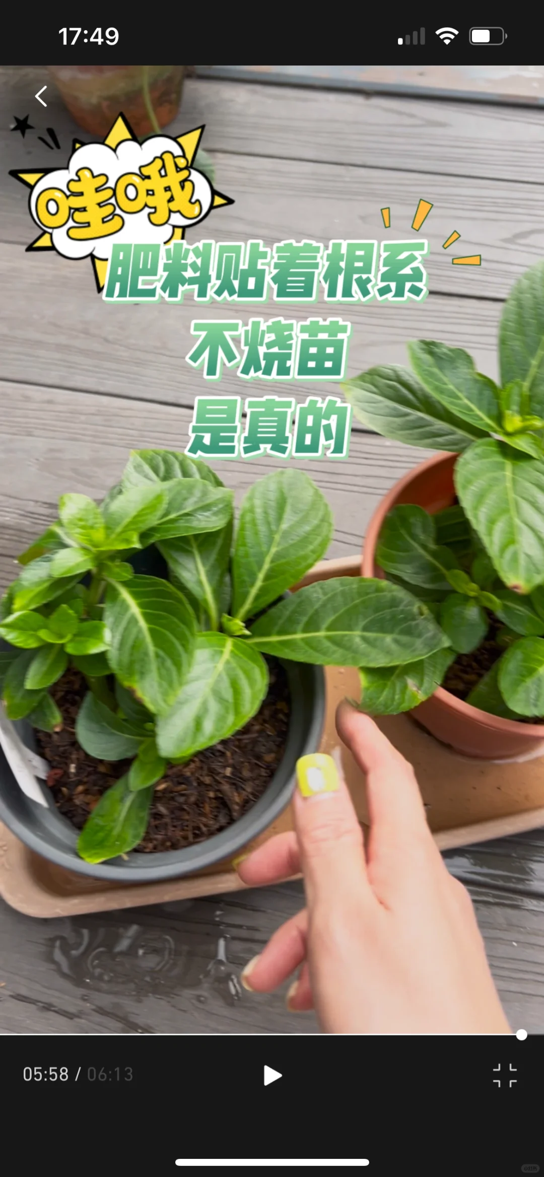 园艺｜不要错过的扦插假植后续图文版