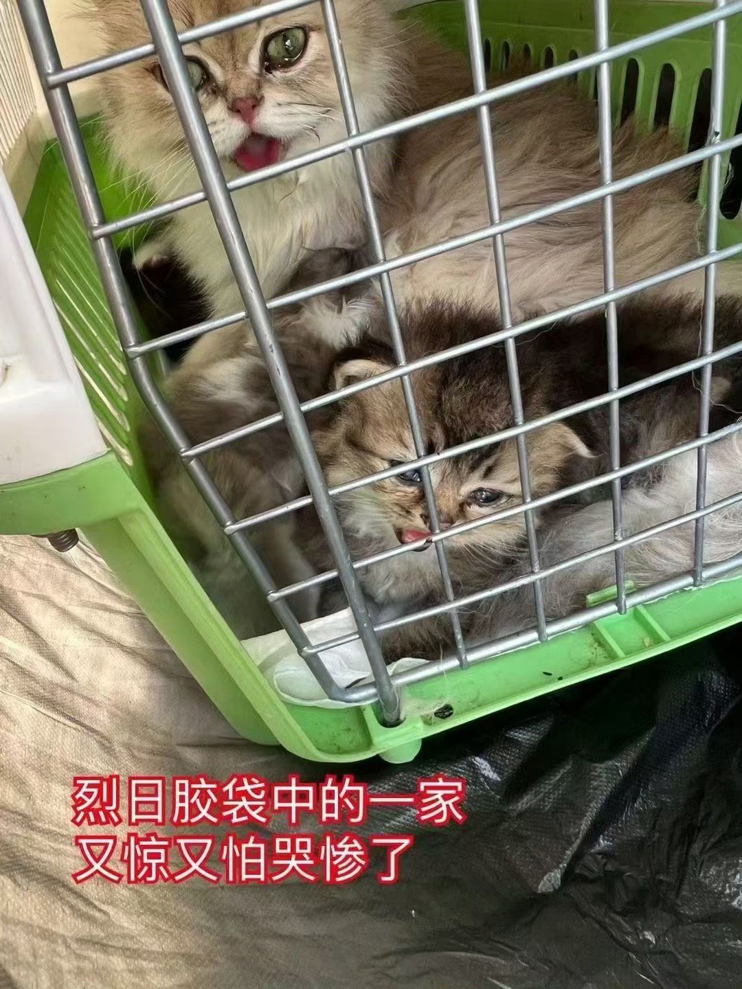 两年了，还记得美丽的荷花吗回访 深圳