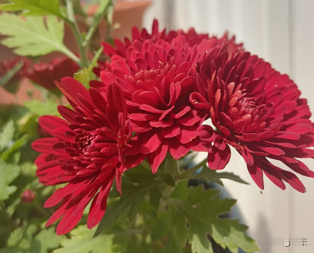 我家的小菊花真是太可爱了，直到现在都在开着，记录下来拍下来，然后分享～～