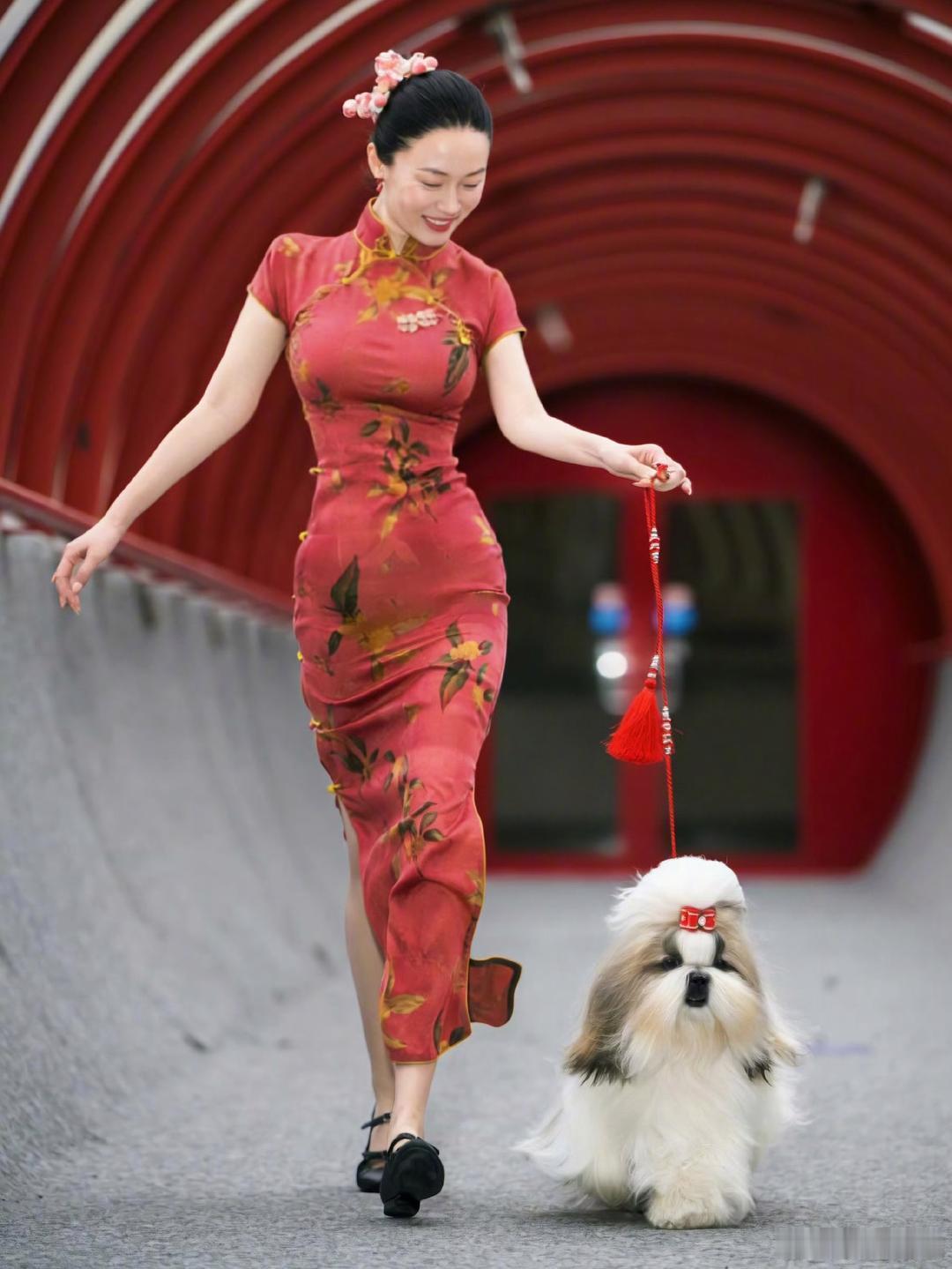 霍思燕爱犬在国际比赛夺冠 七仙女霍思燕身着旗袍带领西施爱犬参加第135届比利时布