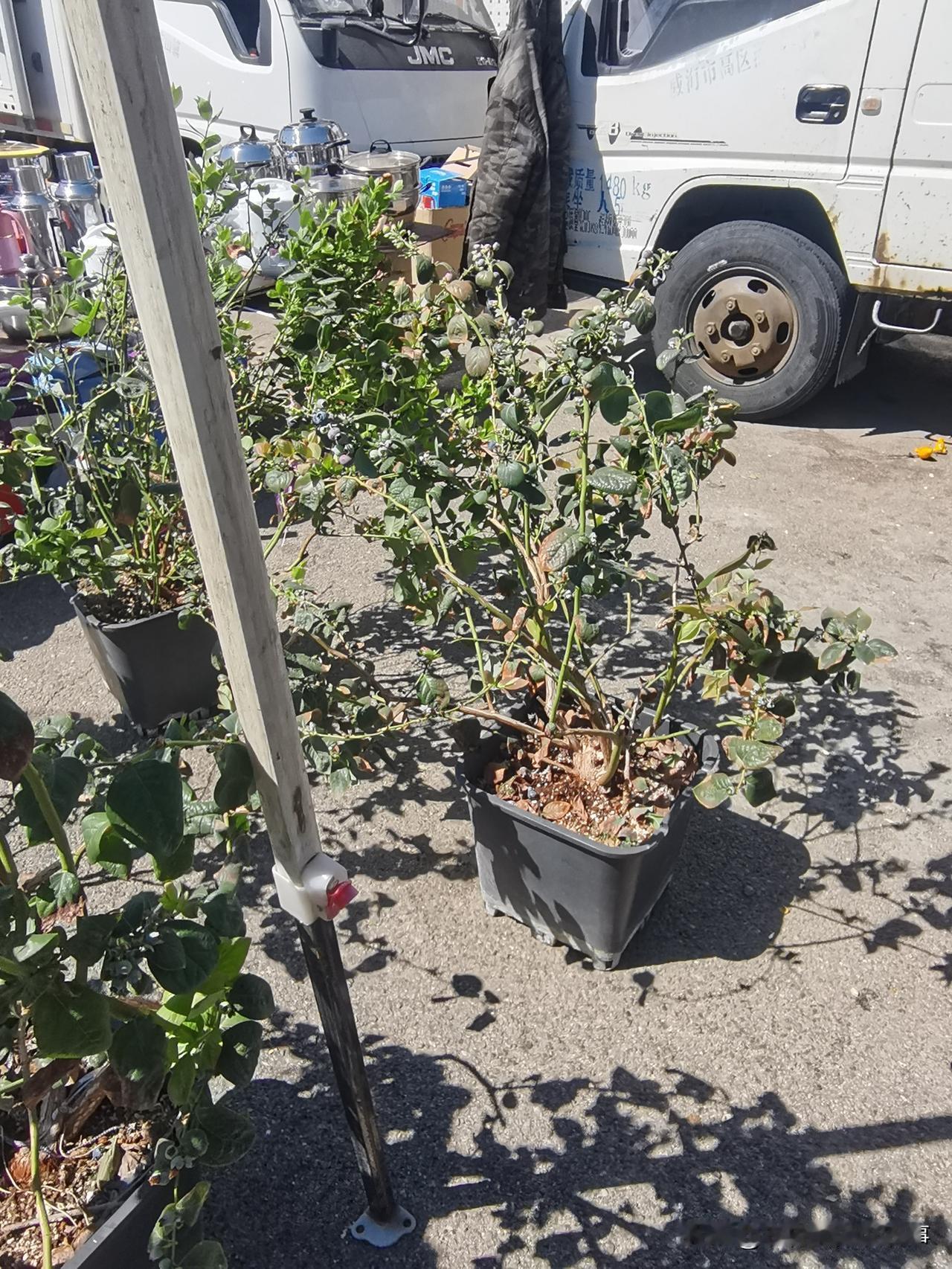 我打算，也去买一棵这样的蓝莓苗子。
这样的大蓝莓苗子，80块钱一棵！
虽然贵了点