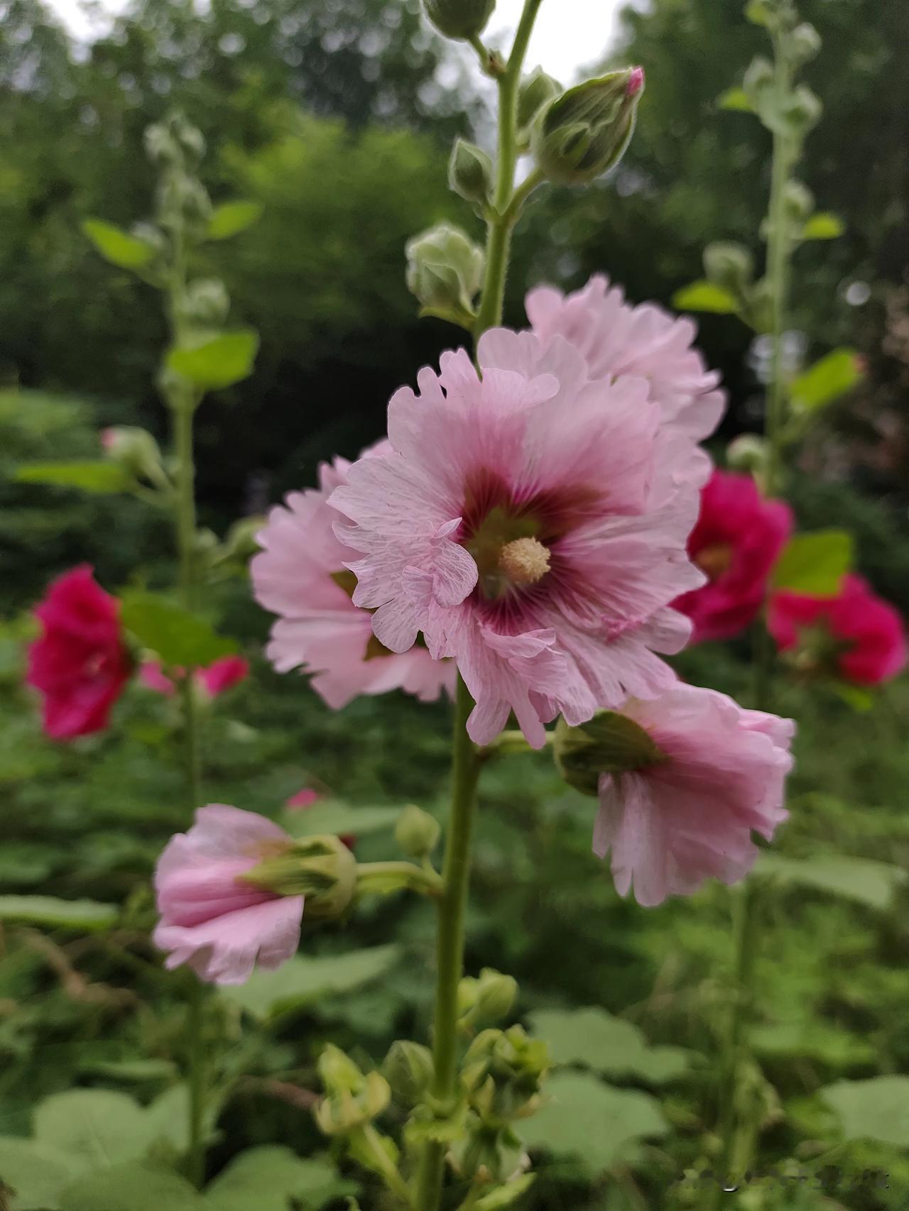 老一辈传统婚姻是父母之命，媒妁之言，先结婚后恋爱，吵闹一辈子，婚前同居是一种不检