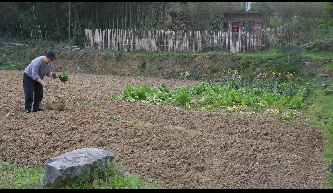 住山久了会发觉，日日与草木为伴，鸟兽为邻，大抵是能增长人的灵性与慧根的

在看待