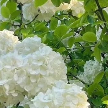 0000绣球花种植方法1. 栽培方式：腐叶土+泥炭土+松树皮+珍珠岩，疏松肥沃微