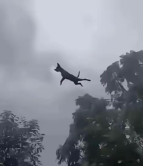 网友实拍，狗狗被龙卷风吹到半空，看到此画面，你想到了什么？