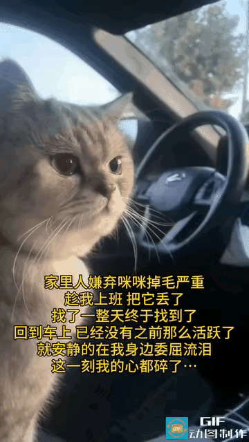 “太难受了！”重庆女子下班回家猫不见了，家人一句实话让她崩溃：被扔了！找到时它满