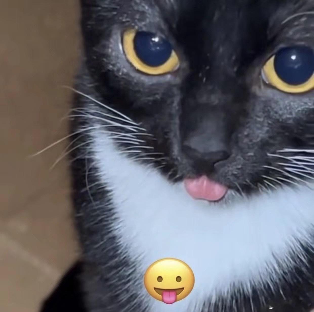 是的，我莫名其妙存了一堆吐舌头黑猫 