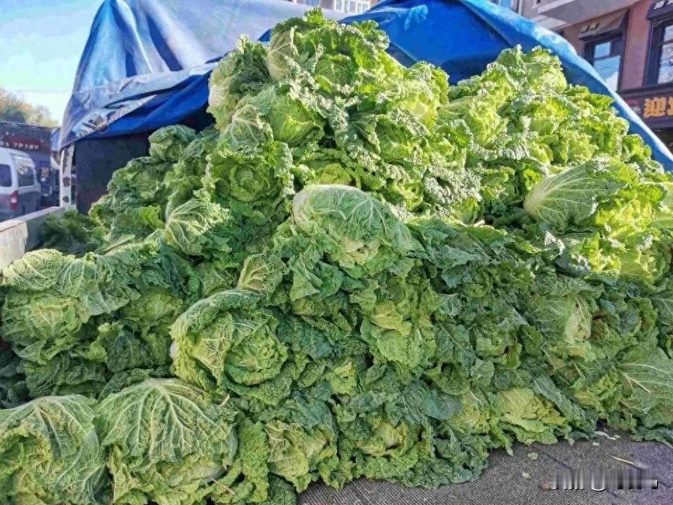大量上市的秋菜，哈尔滨人必买！但今年的价格也太高啦！

这个十一假期，哈尔滨的天